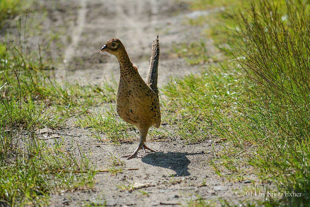 Jagdfasan Phasianus colchicus