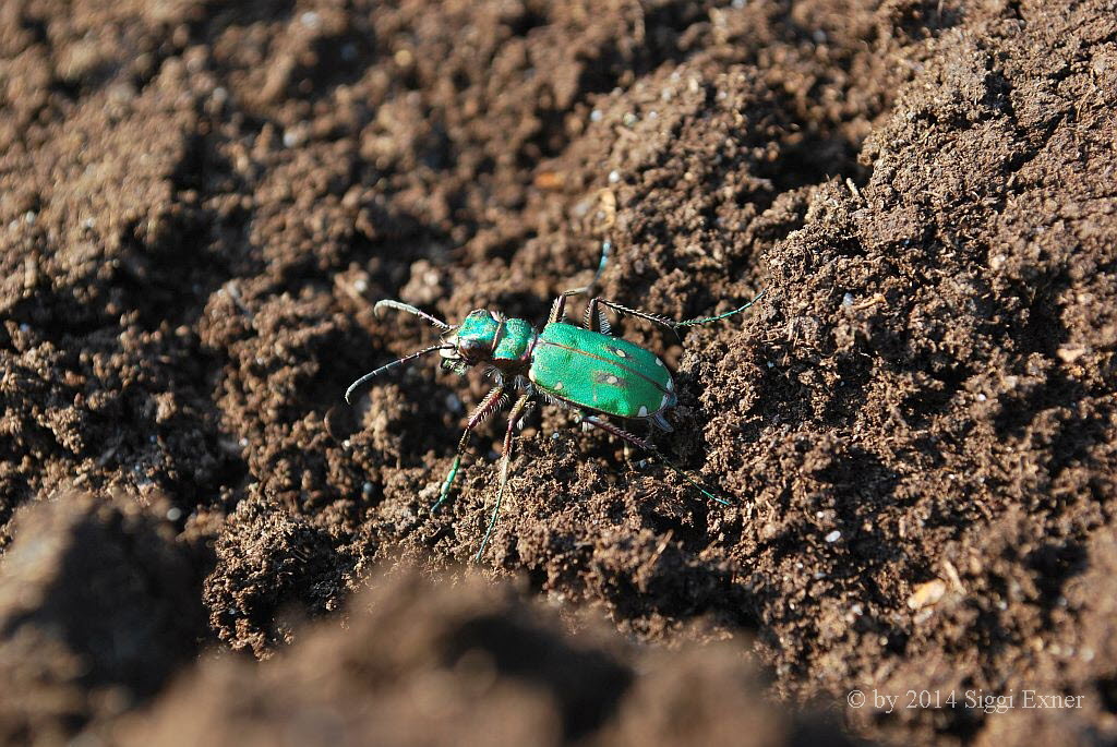 Feld-Sandlaufkfer Cicindela campestris