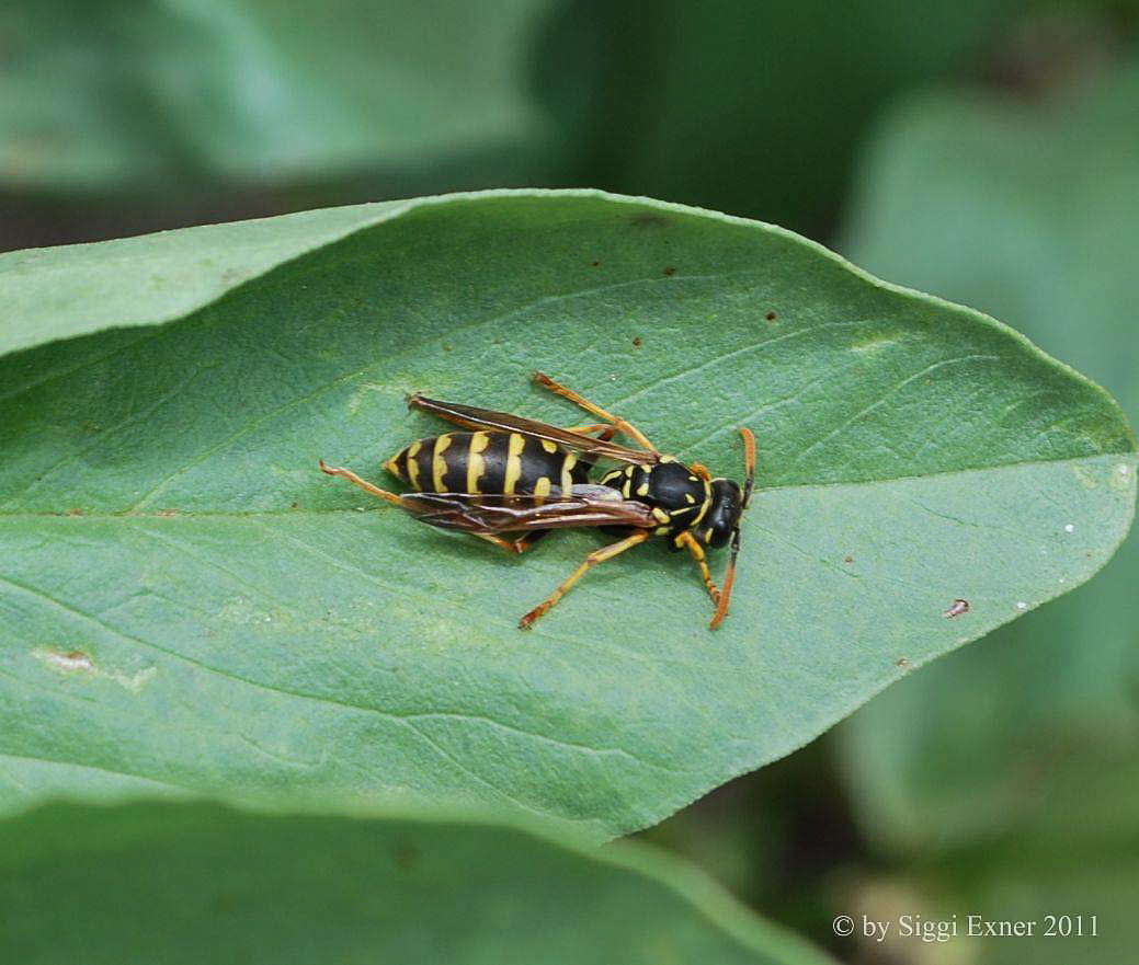 Gallische Feldwespe Polistes dominula