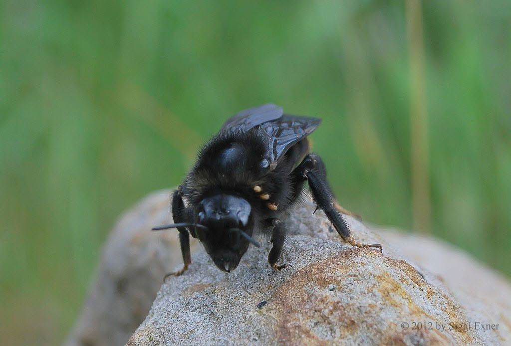 Felsen-Kuckuckshummel  Bombus rupestris