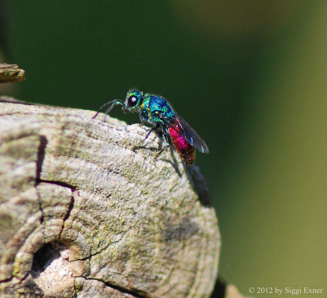 Feuergoldwespe Chrysis ignita