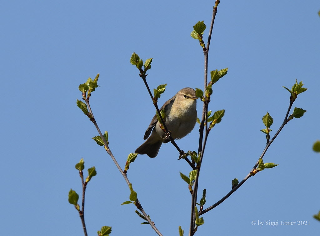 Fitis Phylloscopus trochilus