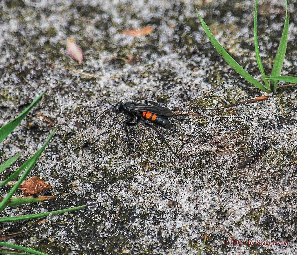 Anoplius viaticus Frhlings-Wegwespe