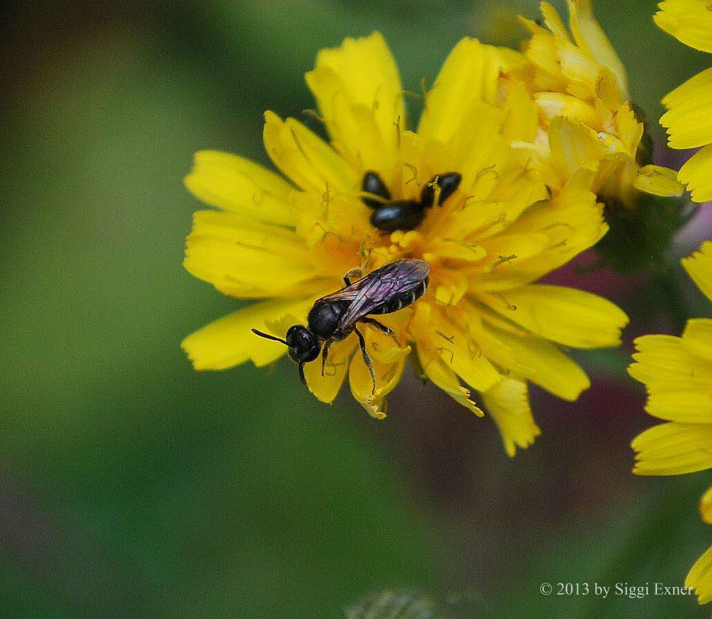 Lasioglissum sp Furchen-/ Schmalbiene