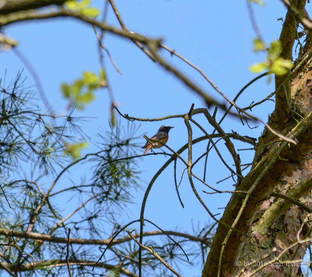 Gartenrotschwanz Phoenicurus phoenicurus