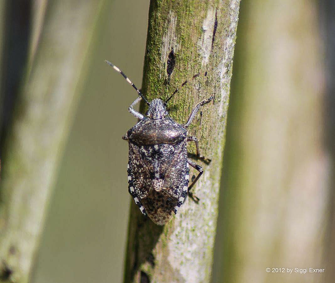 Gartenwanze Rhaphigaster nebulosa