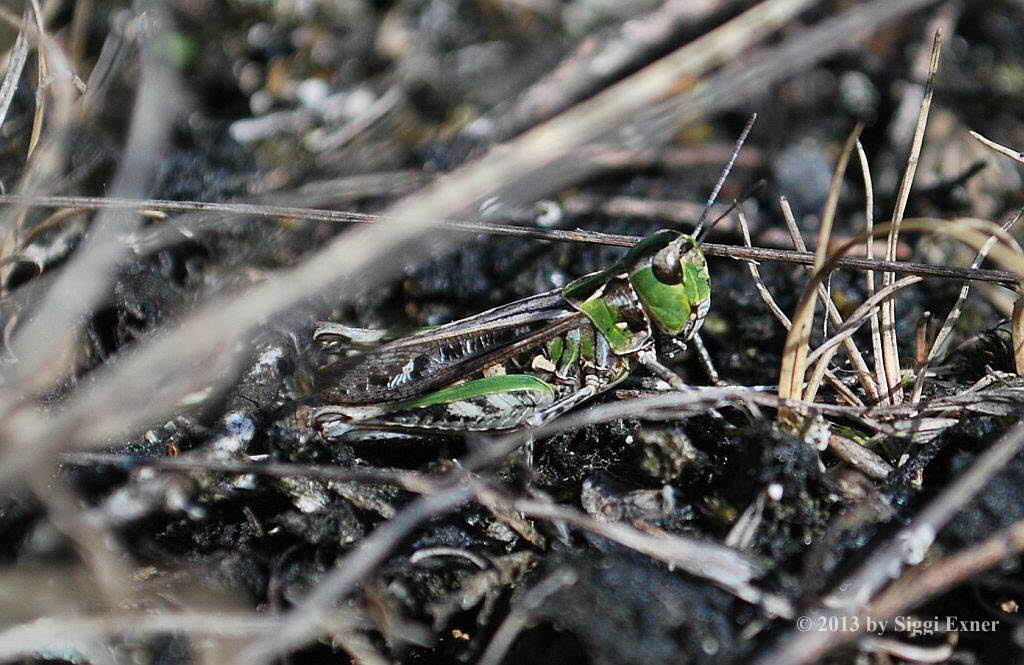 Gefleckte Keulenschrecke Myrmeleotettix maculatus