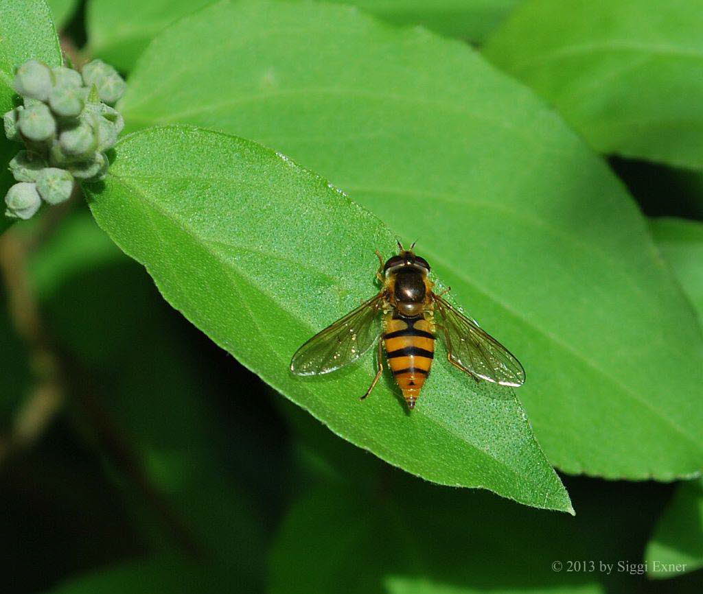 Epistrophe melanostoma Gelbhaarige Wiesenschwebfliege