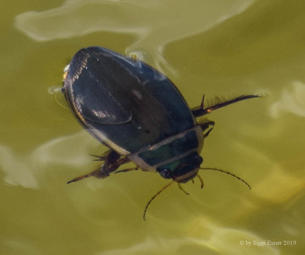 Dytiscus marginalis Gelbrandkfer 