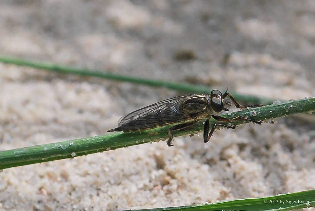 Gemeine Raubfliege Tolmerus cf. atricapillus