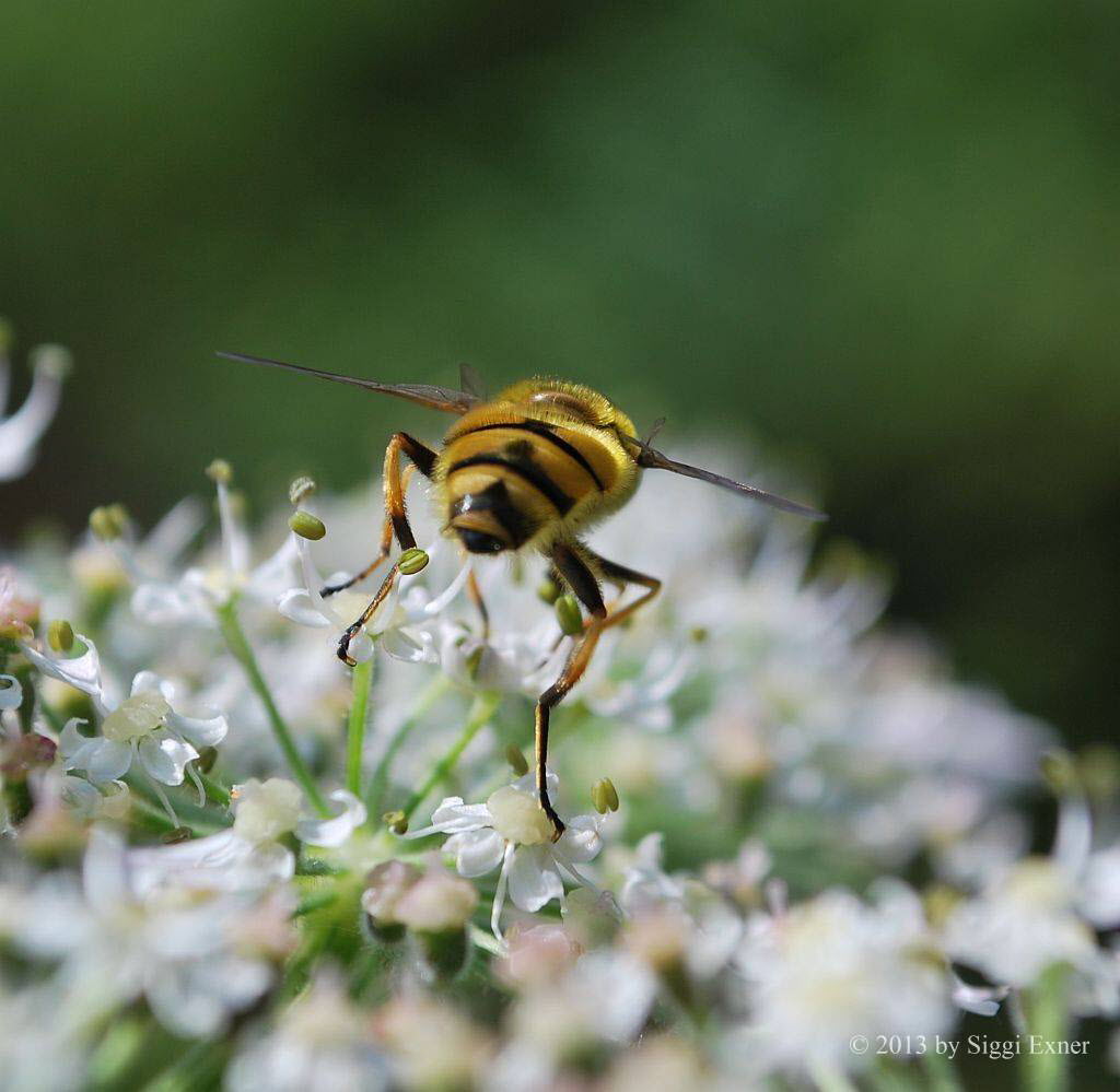 Myathropa florea Gemeine Dolden-Schwebfliege