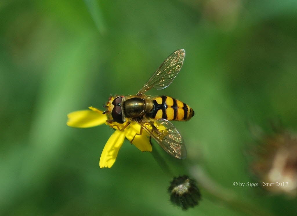 Eupeodes corollae Gemeine Feldschwebfliege