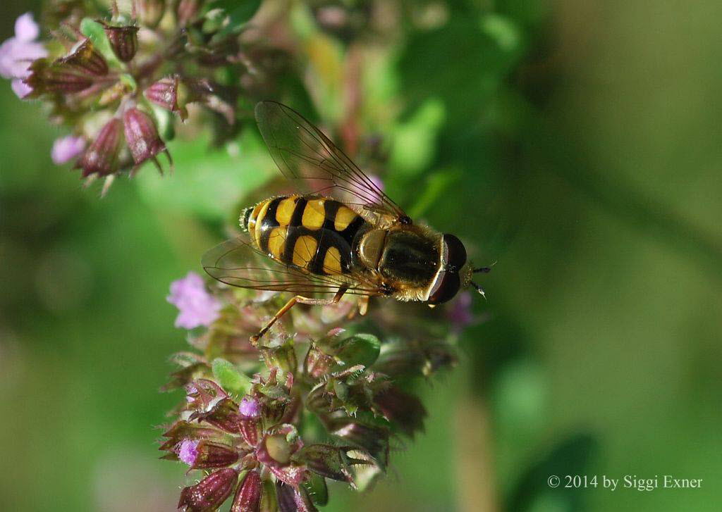 Eupeodes corollae Gemeine Feldschwebfliege