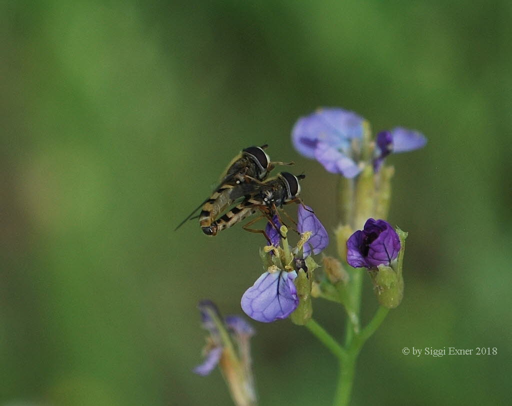 Eupeodes corollae Gemeine Feldschwebfliege