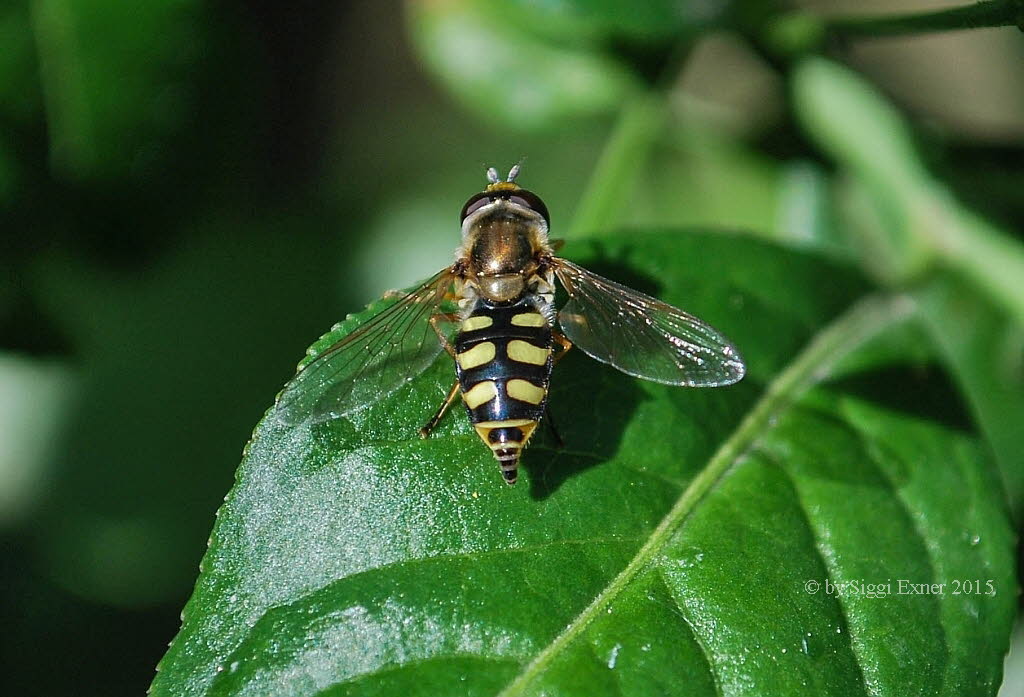 Eupeodes corollae Gemeine Feldschwebfliege