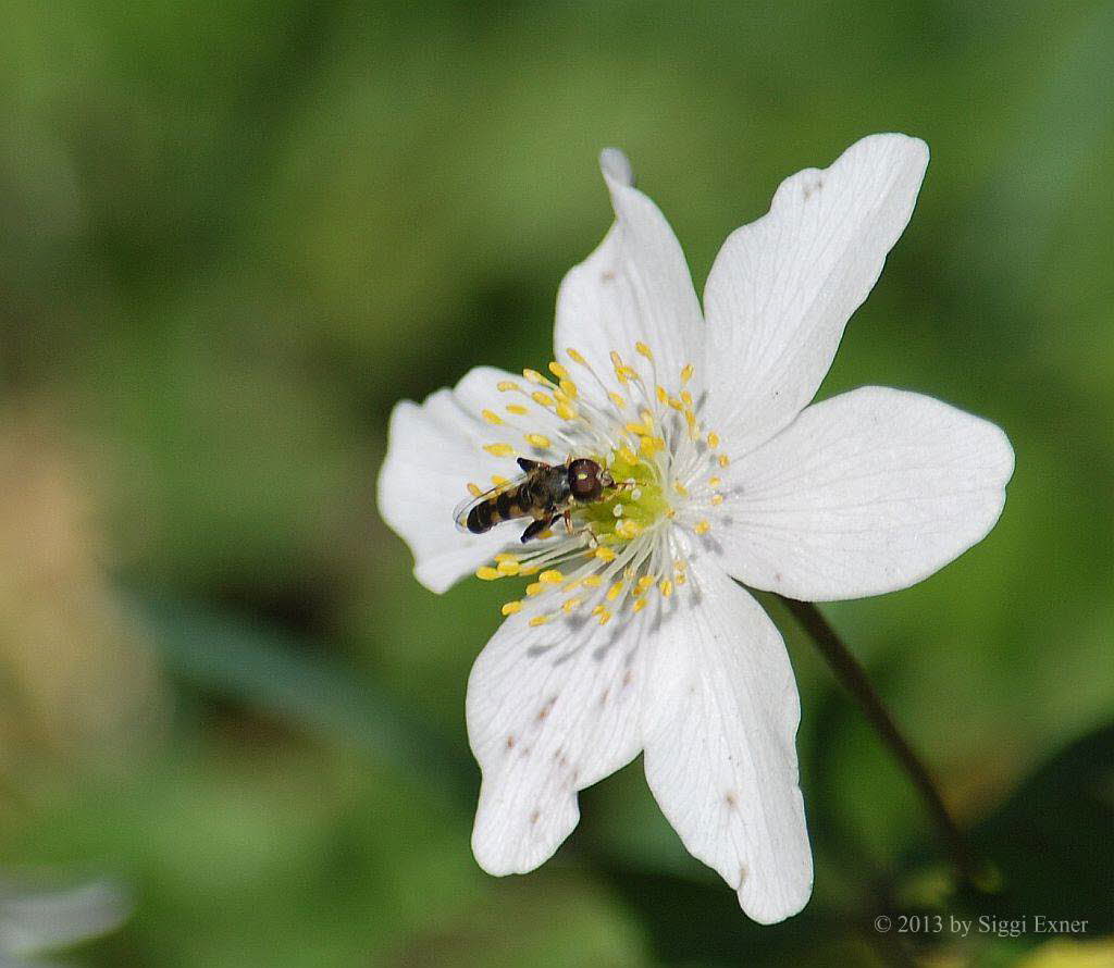 Syritta pipiens Gemeine Keulenschwebfliege 