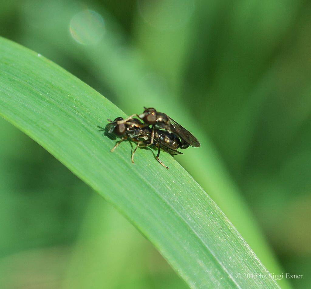 Neoascia podagria Gemeine Nadelschwebfliege