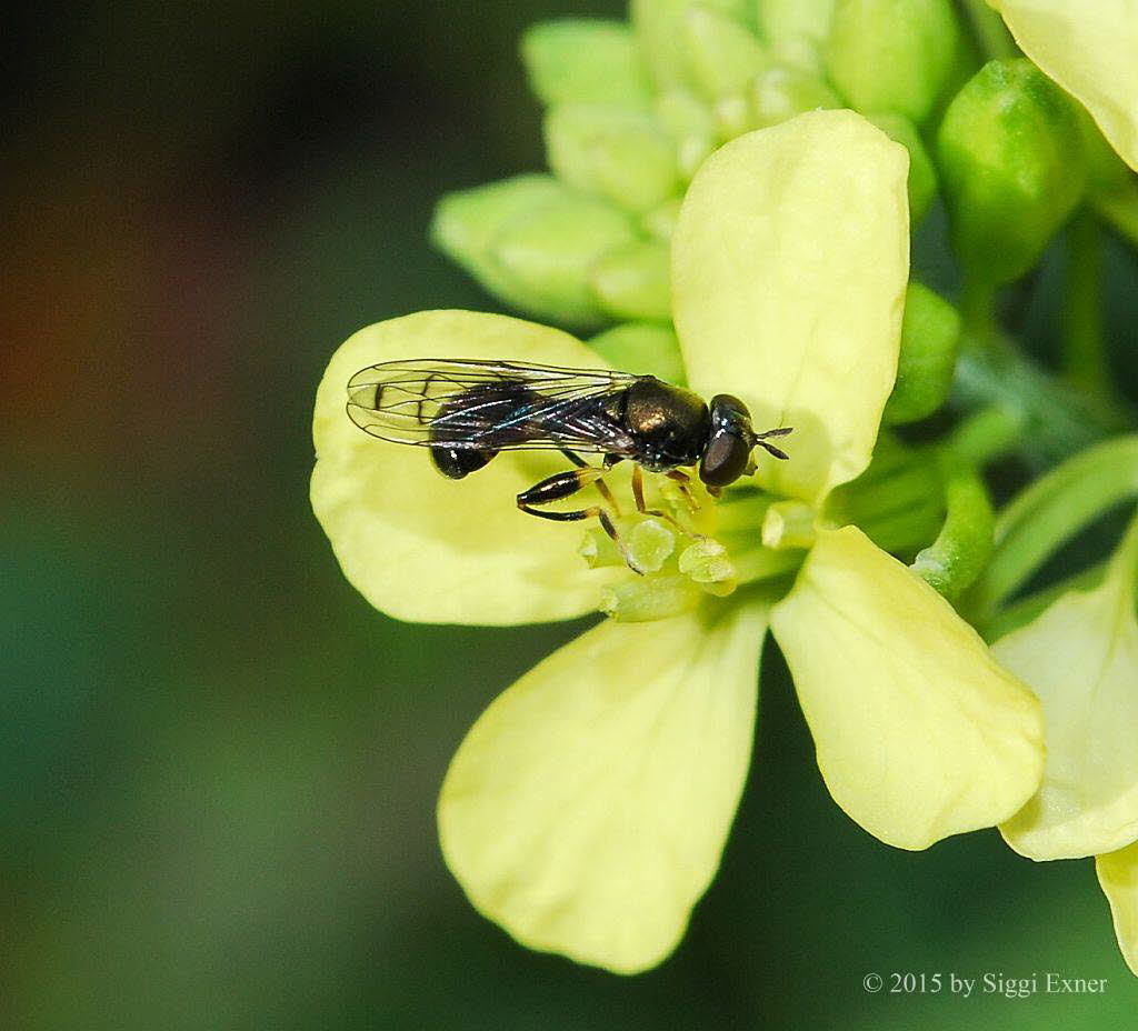 Neoascia podagria Gemeine Nadelschwebfliege