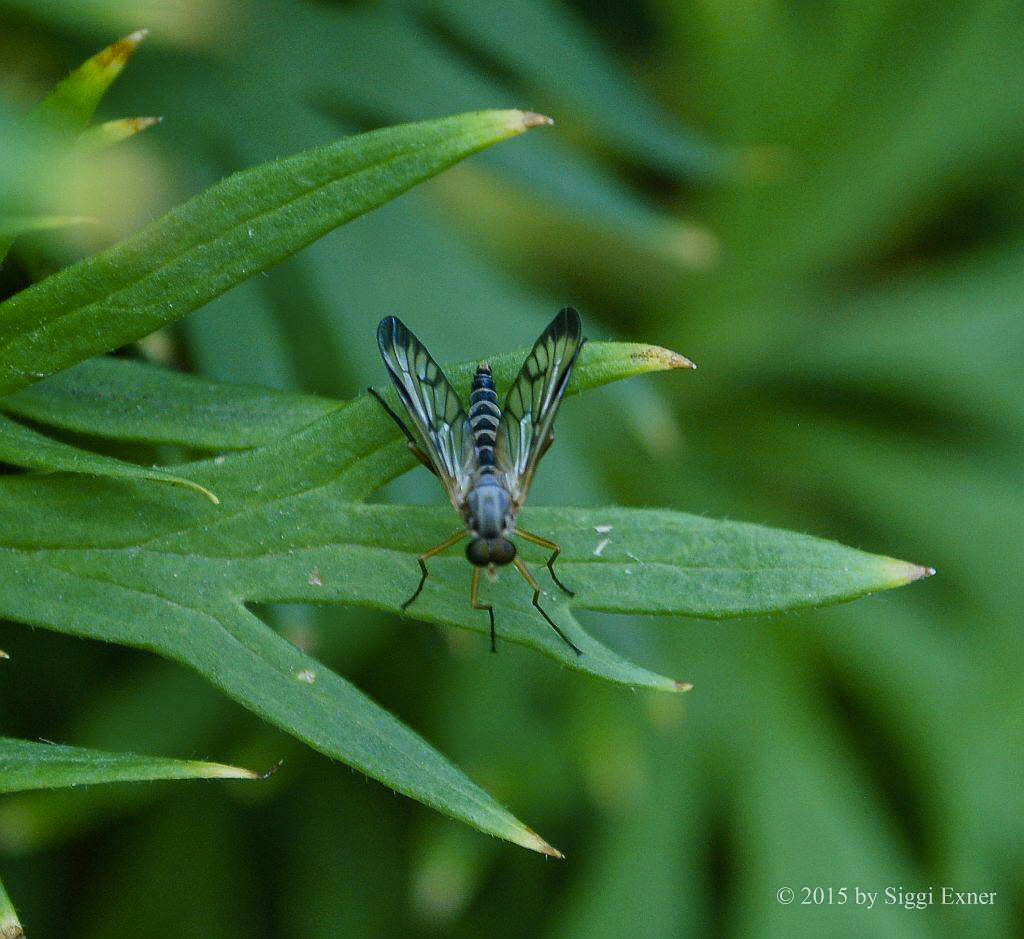 Gemeine Schnepfenfliege Rhagio scolopaceus