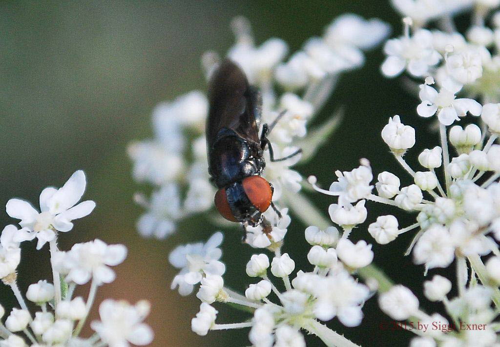 Chrysogaster solstitialis Gemeine Smaragdschwebfliege