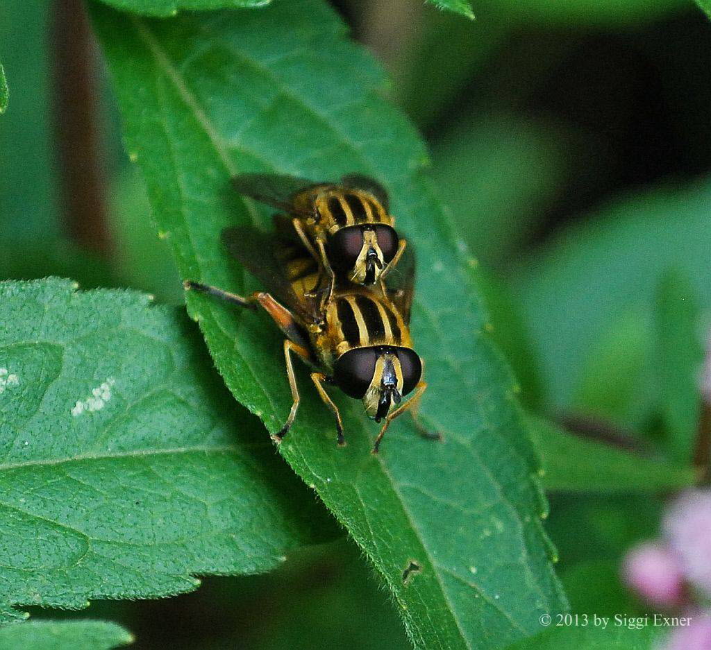 Helophilus pendulus Gemeine Sumpfschwebfliege 