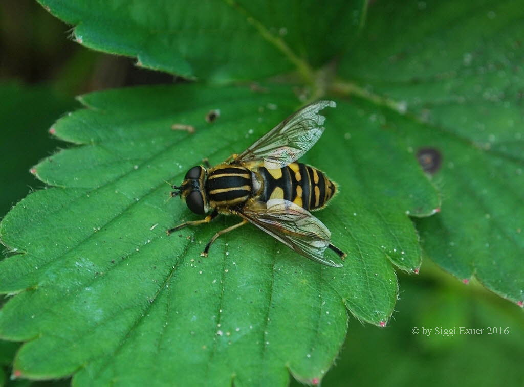 Helophilus pendulus Gemeine Sumpfschwebfliege 