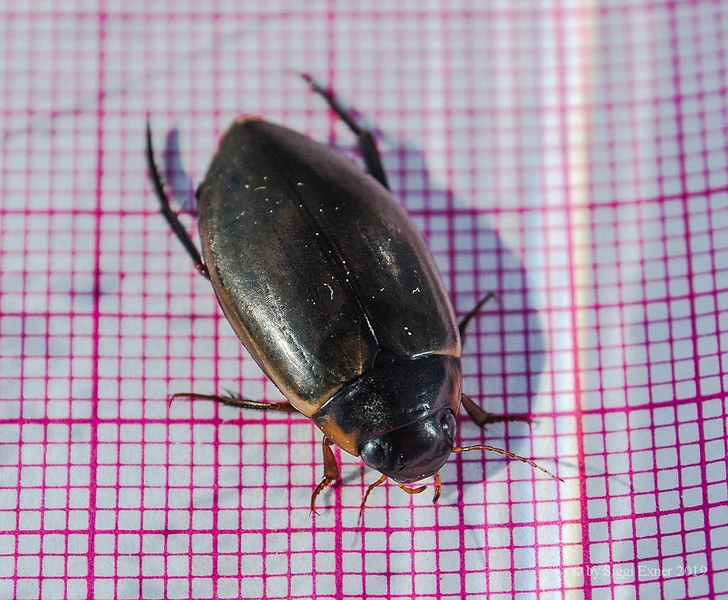 Colymbetes fuscus Gemeine Teichschwimmer 