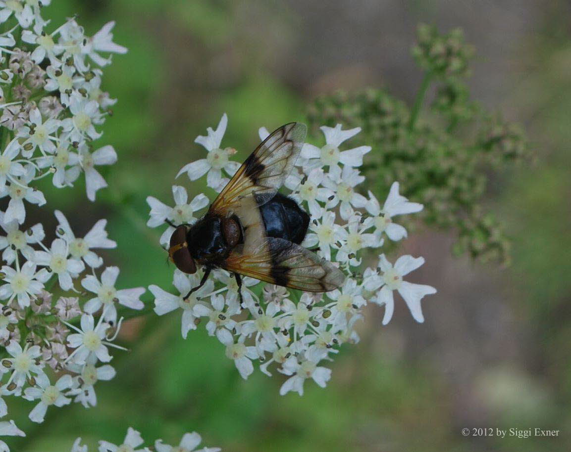 Volucella pellucens Gemeine Waldschwebfliege 