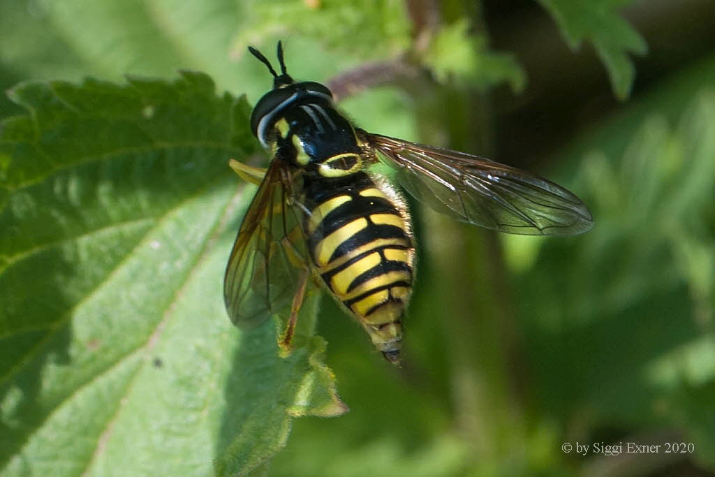 Chrysotoxum cautum Gemeine Wespenschwebfliege