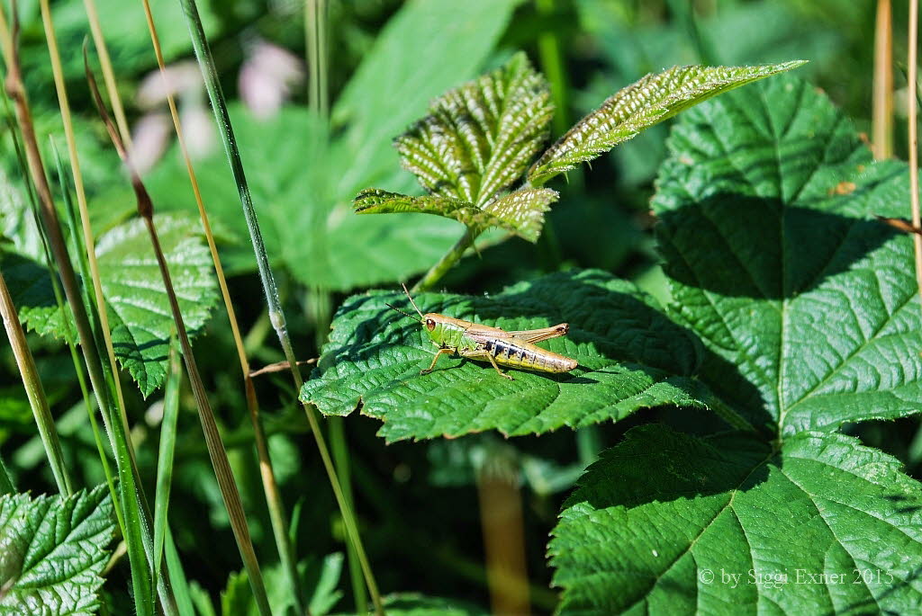 Gemeiner Grashpfer Chorthippus parallelus