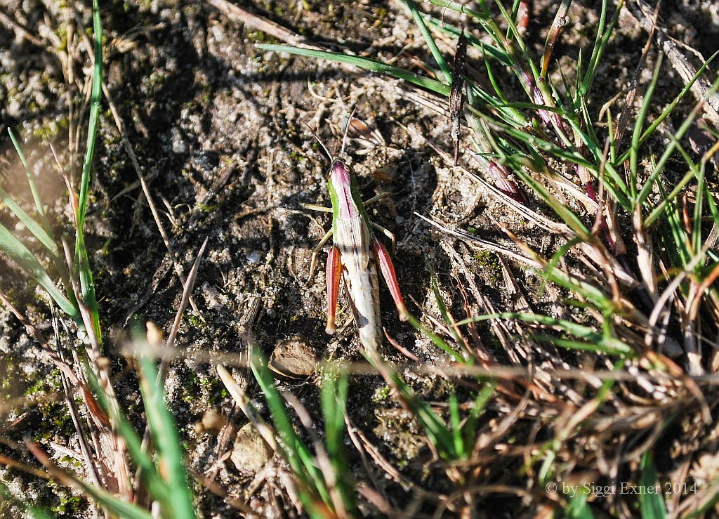 Gemeiner Grashpfer Chorthippus parallelus