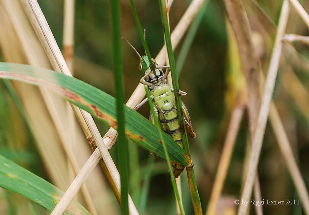 Gemeiner Grashpfer Chorthippus parallelus