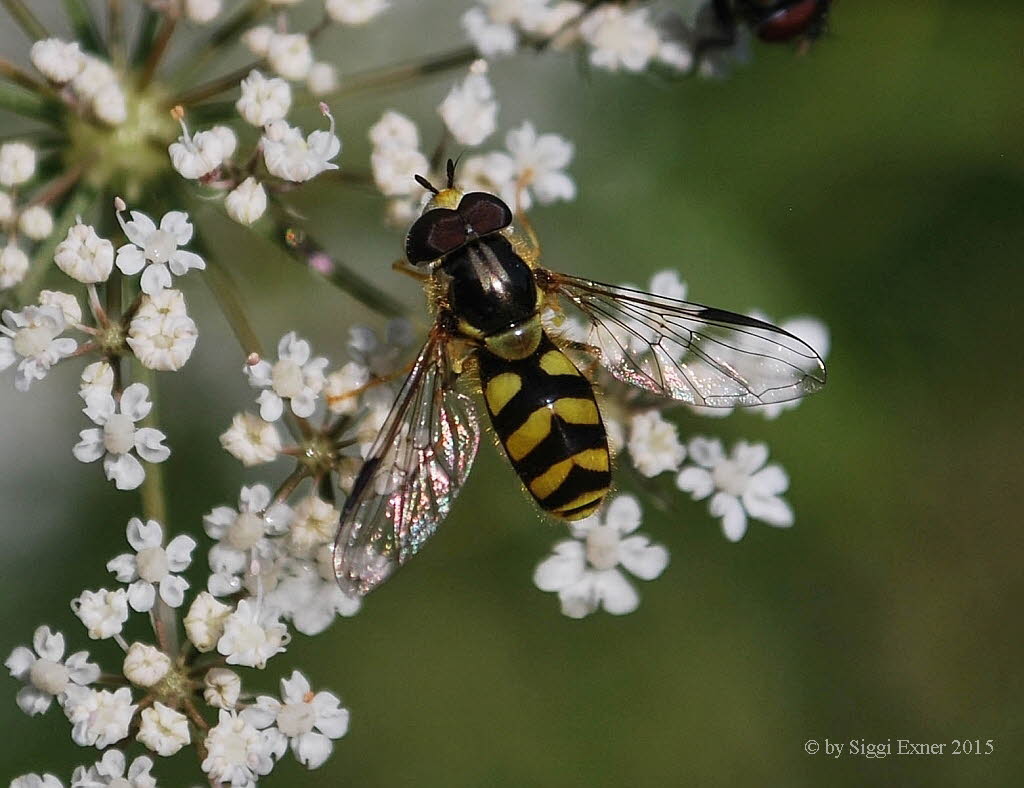 Dasysyrphus albostriatus Gestreifte Waldschwebfliege