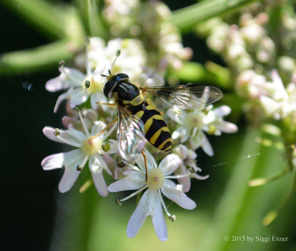 Dasysyrphus albostriatus Gestreifte Waldschwebfliege