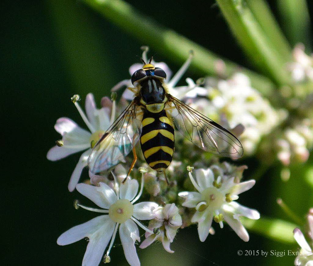 Dasysyrphus albostriatus Gestreifte Waldschwebfliege