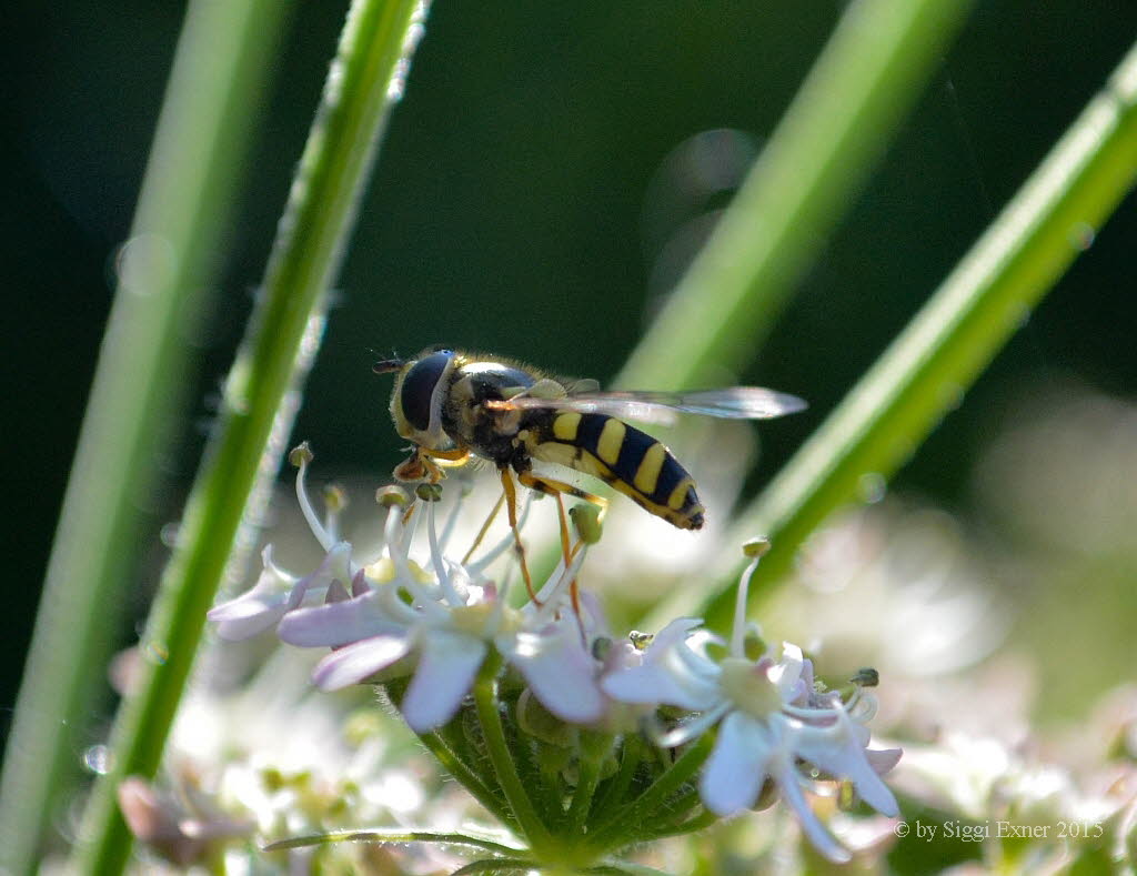 Dasysyrphus albostriatus Gestreifte Waldschwebfliege