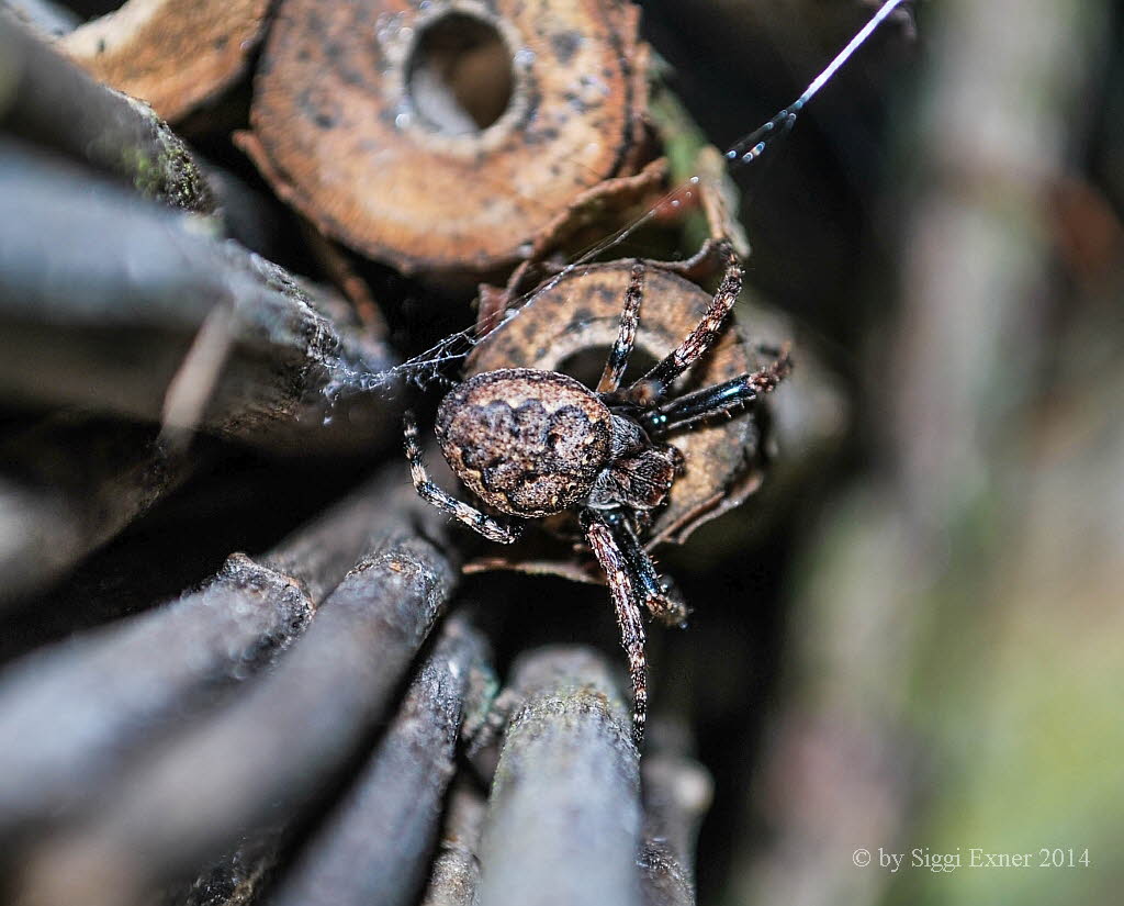 Gewhnliche Spaltenkreuzspinne Nuctenea umbratica