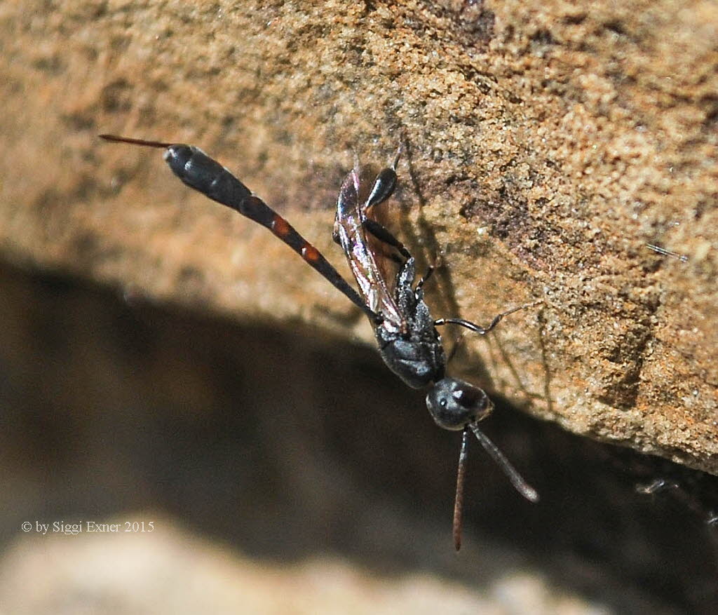 Gichtwespe Gasteruption assectator