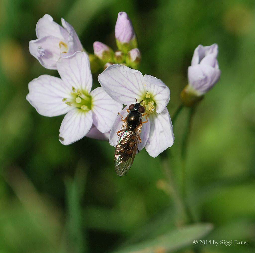 Melanostoma mellinum Glnzende Schwarzkopf- Schwebfliege