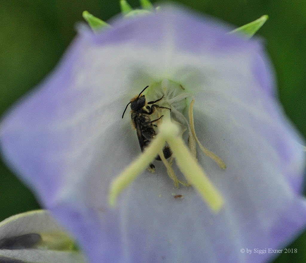 Chelostoma rapunculi Glockenblumen-Scherenbiene 