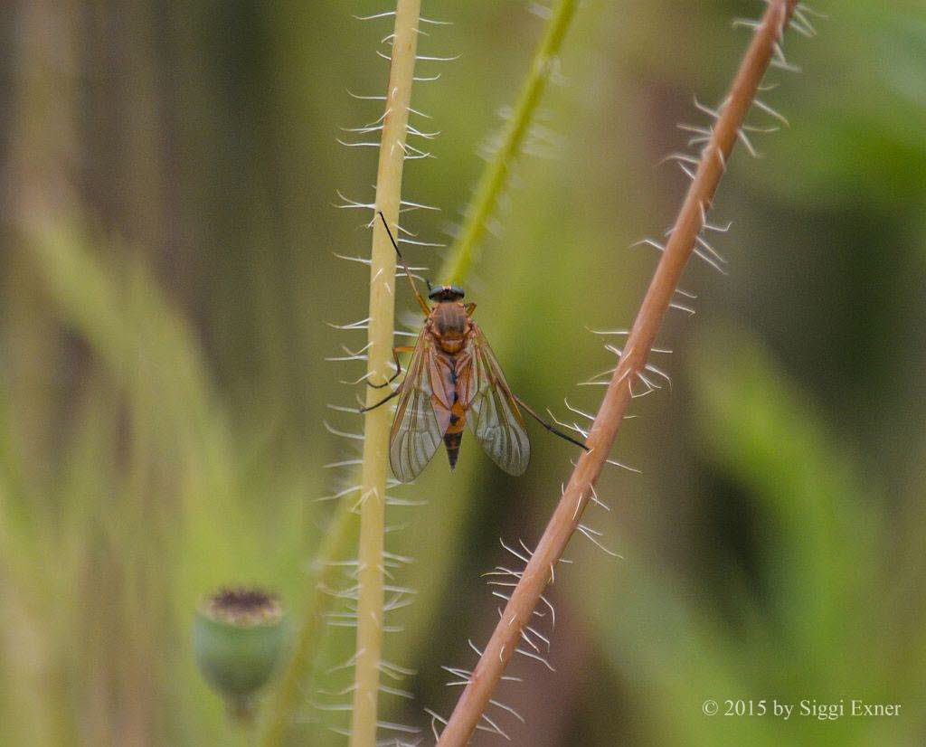 Goldgelbe Schnepfenfliege Rhagio tringarius