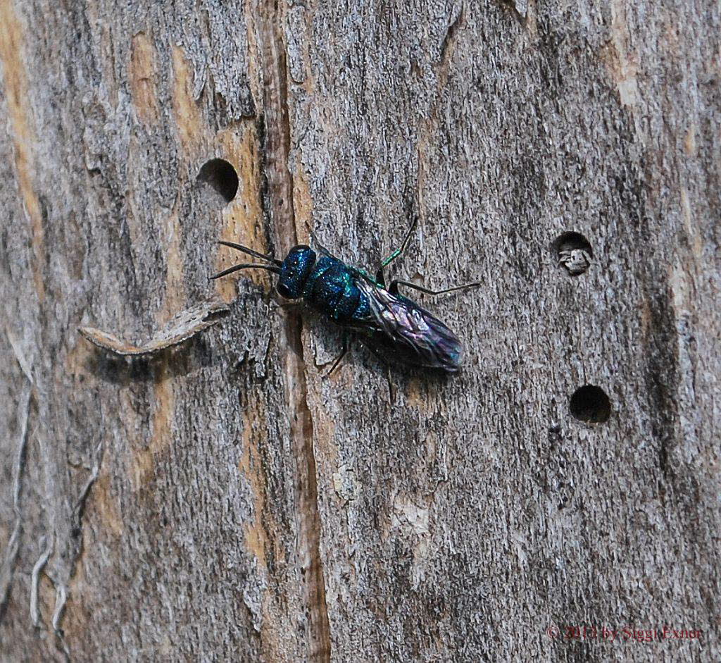 Blaue Goldwespe Trichrysis cyanea