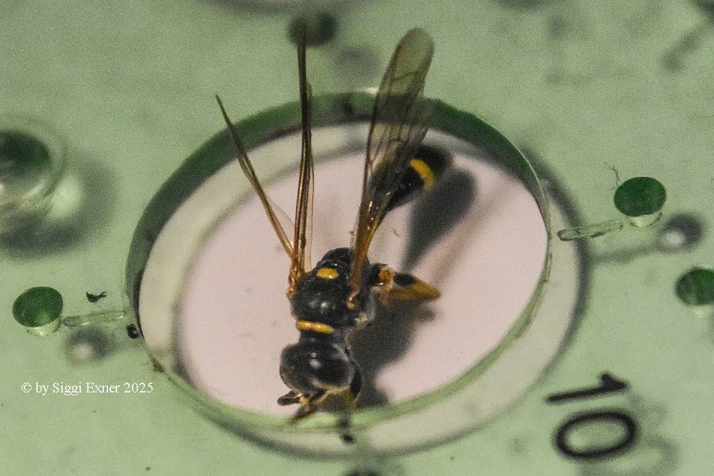 Mellinus arvensis Kotwespe