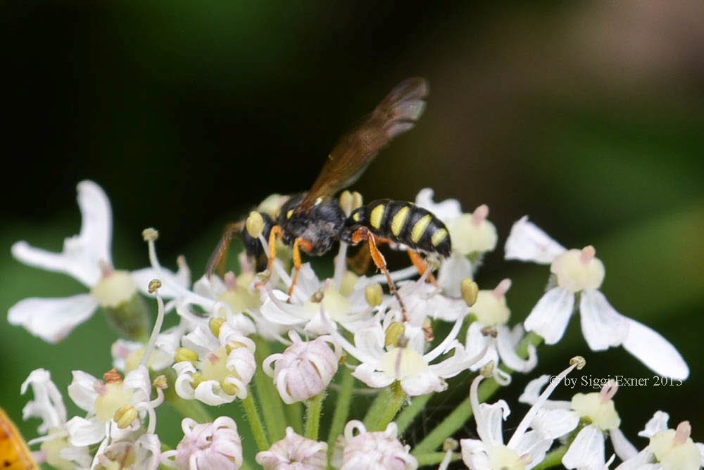 Oxybelus argentatus Groe Fliegenspiewespe