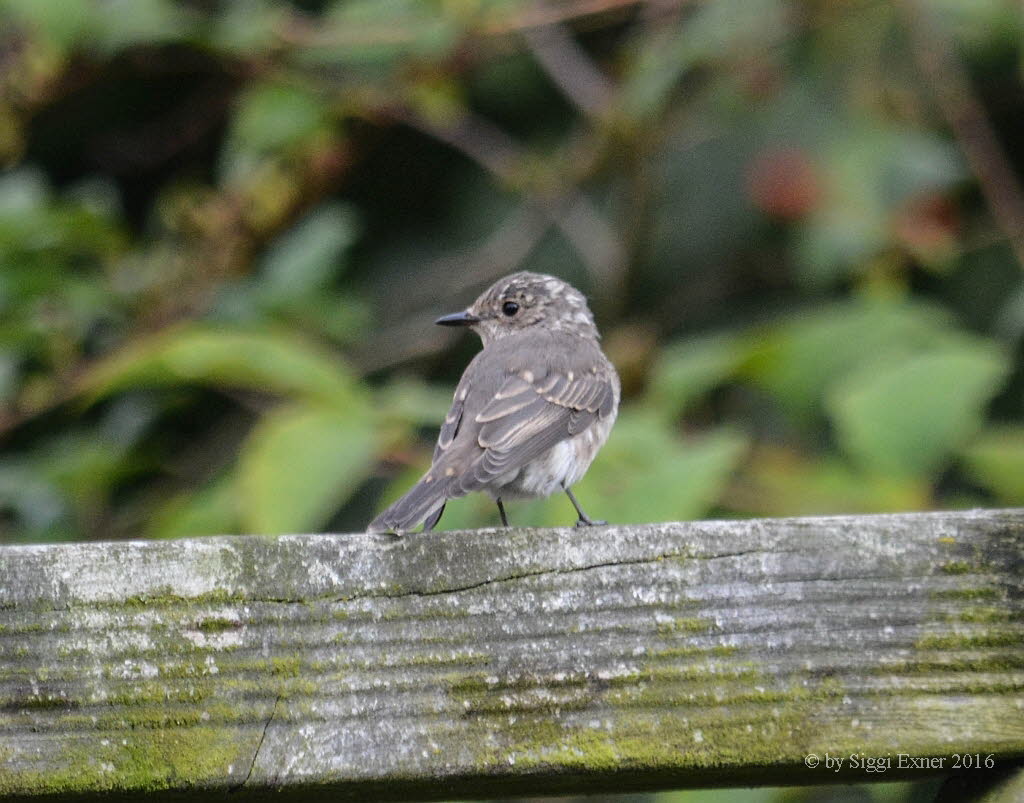 Grauschnpper Muscicapa striata