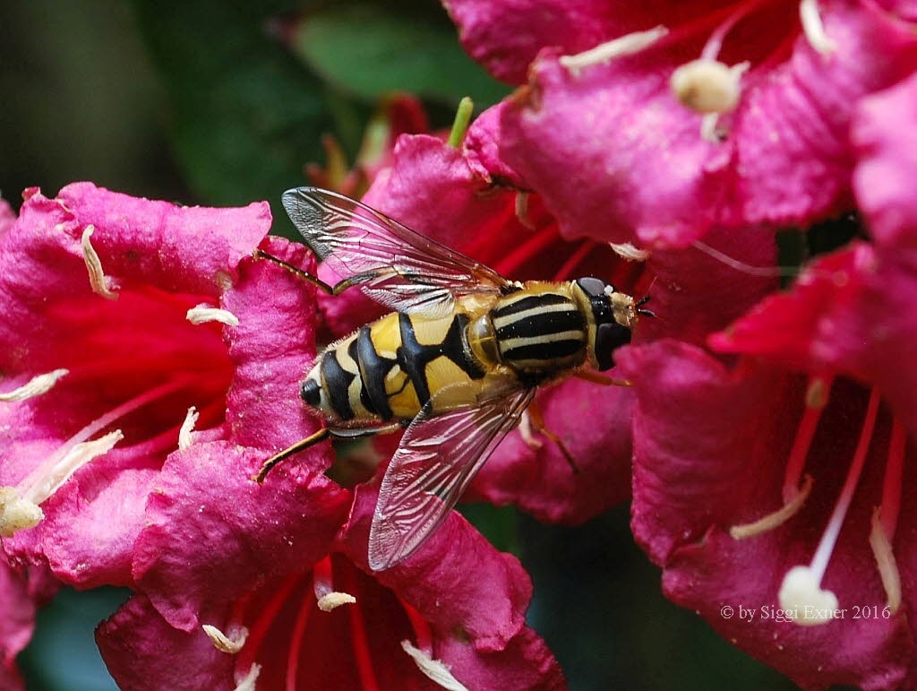 Helophilus trivittatus Groe Sumpfschwebfliege