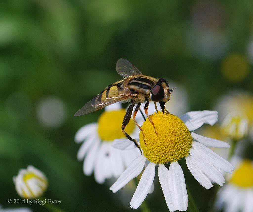 Helophilus trivittatus Groe Sumpfschwebfliege