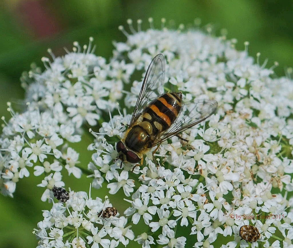 Epistrophe grossulariae Groe Wiesenschwebfliege