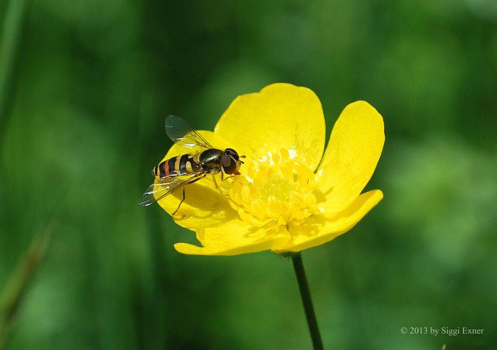 Epistrophe grossulariae Groe Wiesenschwebfliege