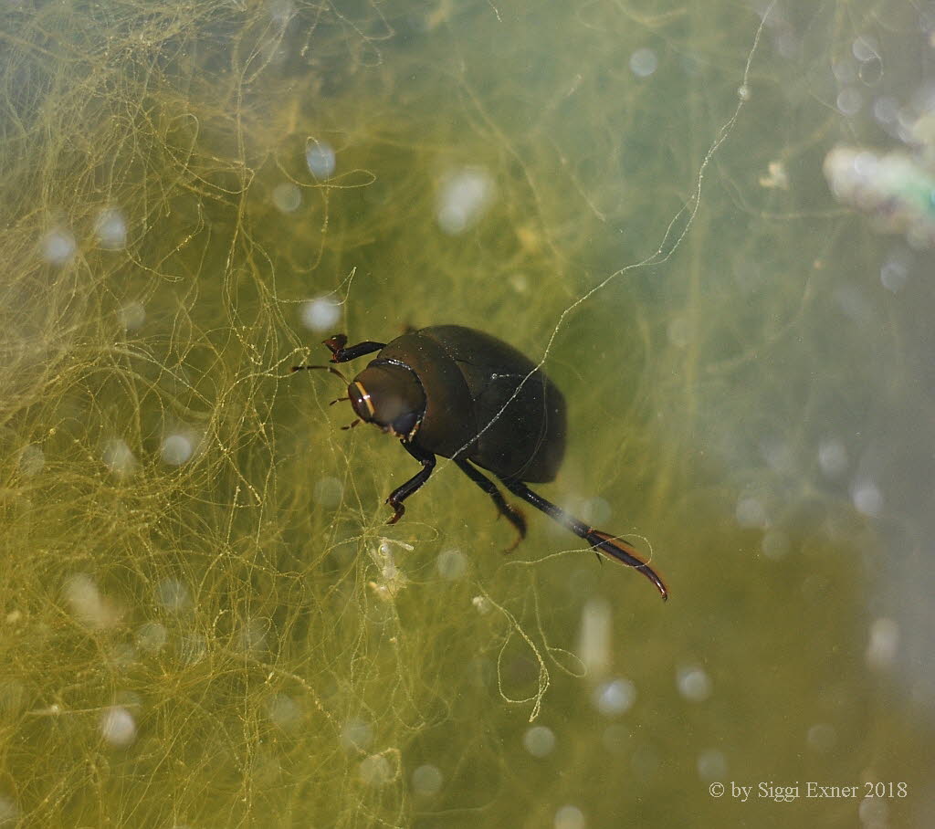 Hydrophilus (Hydrous) piceus Groer Kolbenwasserkfer